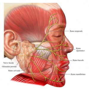 nervo-facciale-1024x1019